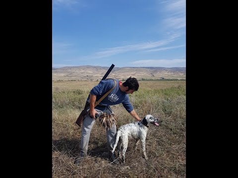 მწყერზე ნადირობა, quail hunting, წაიკითხეთ აღწერა!